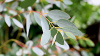 Eucalyptus Blue Gum