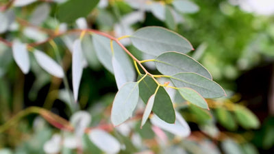 Eucalyptus Blue Gum