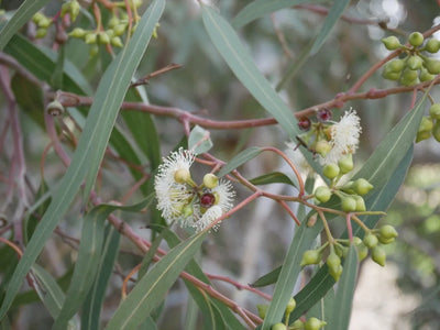 Eucalyptus Blue Mallee