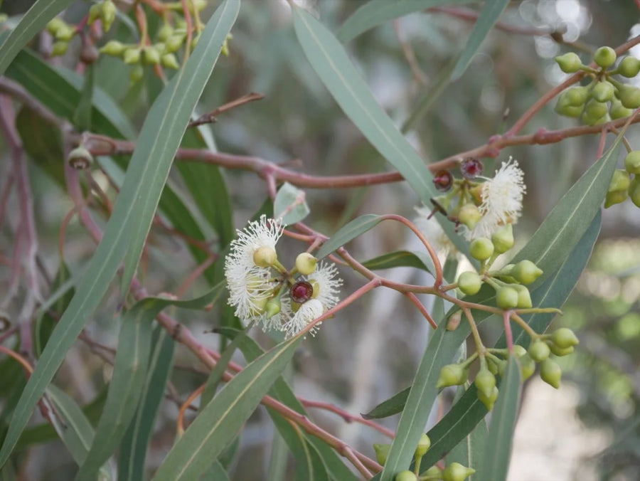 Eucalyptus Blue Mallee — Pure-eucalypt, Strong-cineole, Camphor-clean