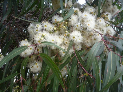 Eucalyptus Lemon Scented Ironbark