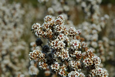 Fragonia