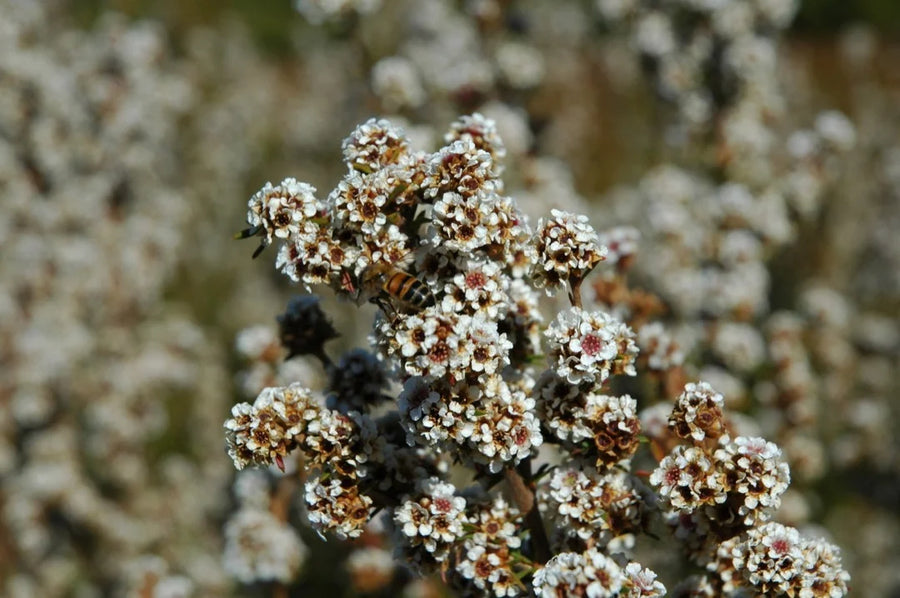 Fragonia — Soft-resinous, Floral-citrus, Cool-balanced