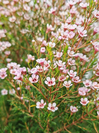 Geraldton Wax