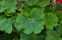 Geranium Leaf