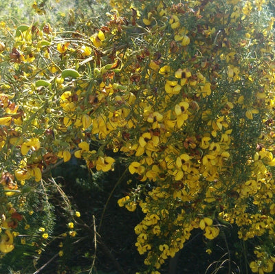 Honey Bush