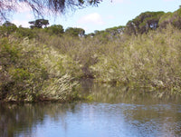 Honey Myrtle