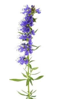 Hyssop
