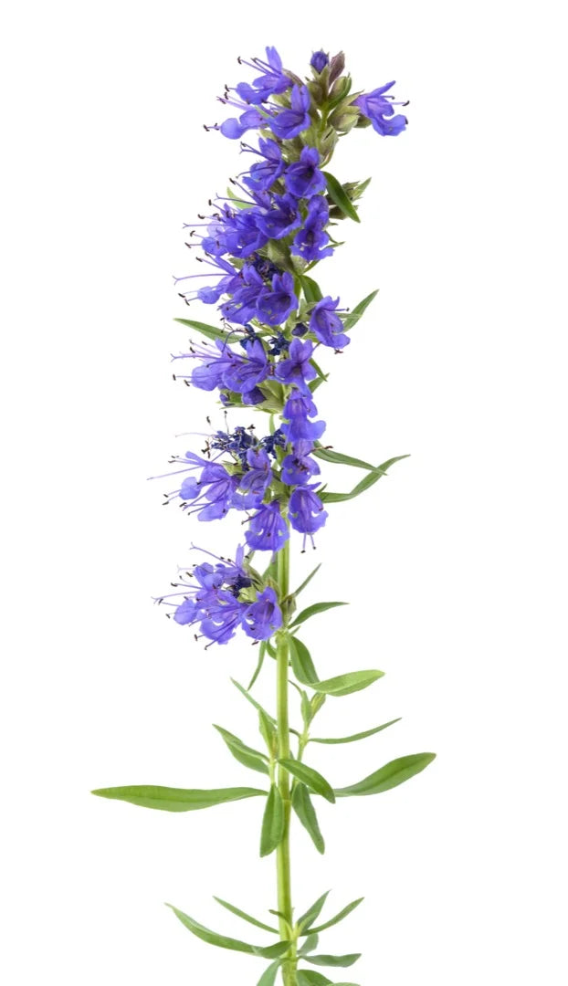 Hyssop — Mint-bitter, Anise-edged, Cool-herbaceous