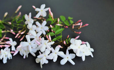 Jasmine