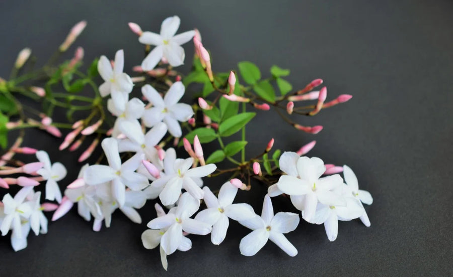 Jasmine — Floral-intense, Sweet-narcotic, Indolic-deep