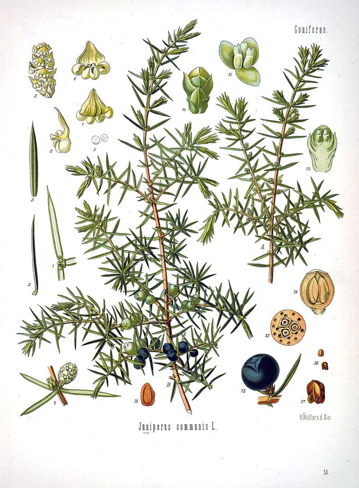 Botanical illustration of Juniperus communis