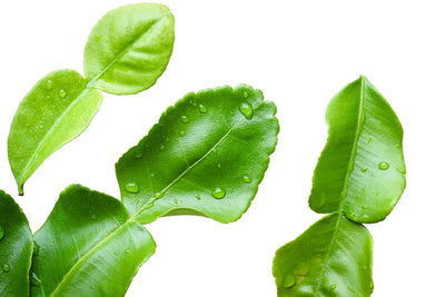 Kaffir Lime Leaf