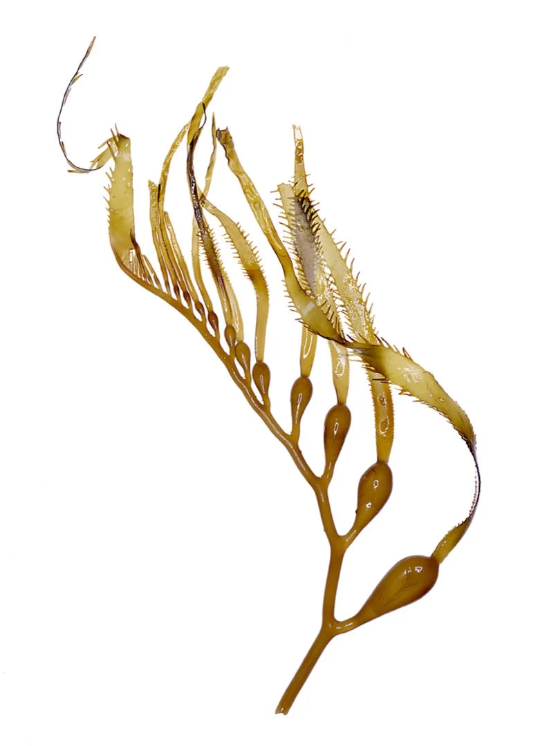 Kelp — Umami-savoury, Briny-mineral, Sea-note