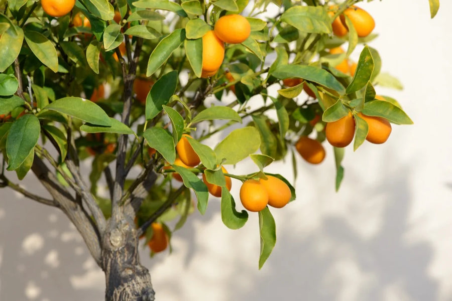 Kumquat — Sweet-peel, Tart-citrus, Bittersweet-zest