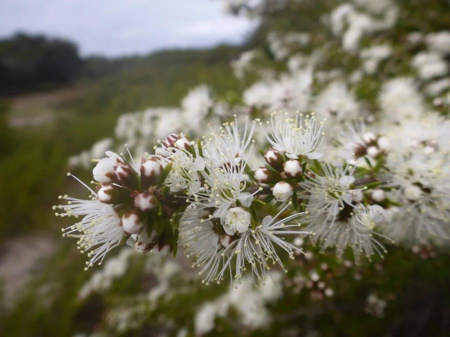 Kunzea — Resinous-cool, Pine-bright, Soft-eucalypt
