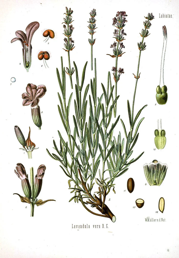 Botanical illustration of Lavandula angustifolia
