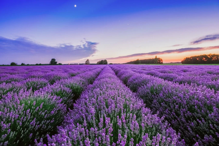 Lavender — Floral-soft, Camphor-sweet, Herbaceous