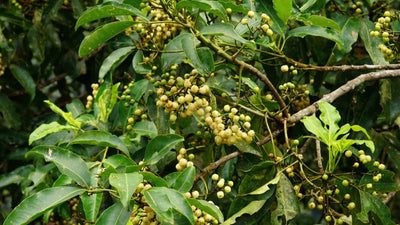 Lemon Aspen