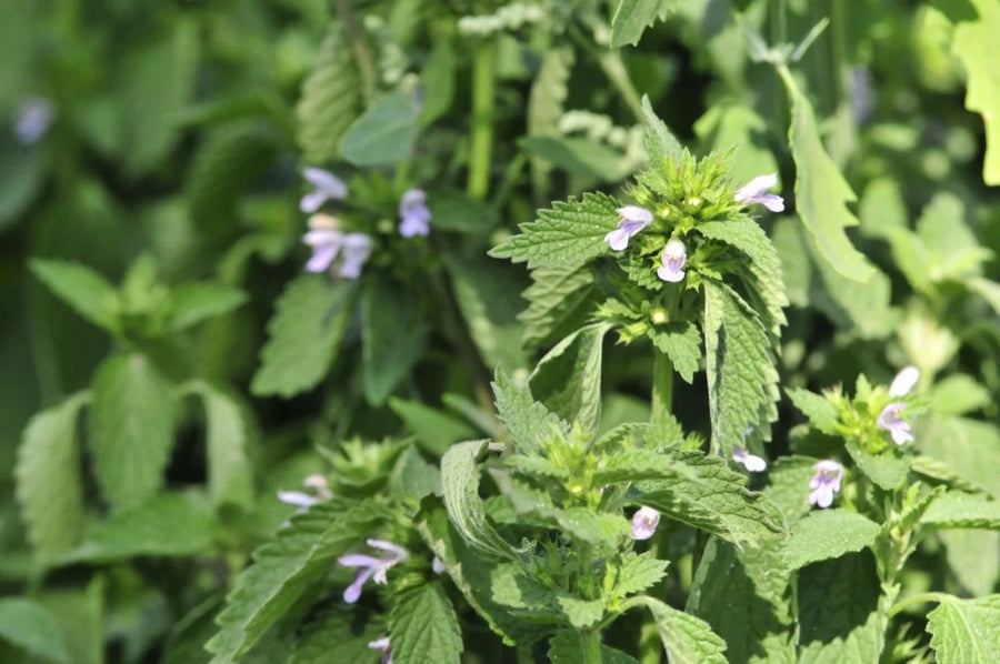 Lemon Balm — Soft-lemon, Mint-fresh, Honey-floral
