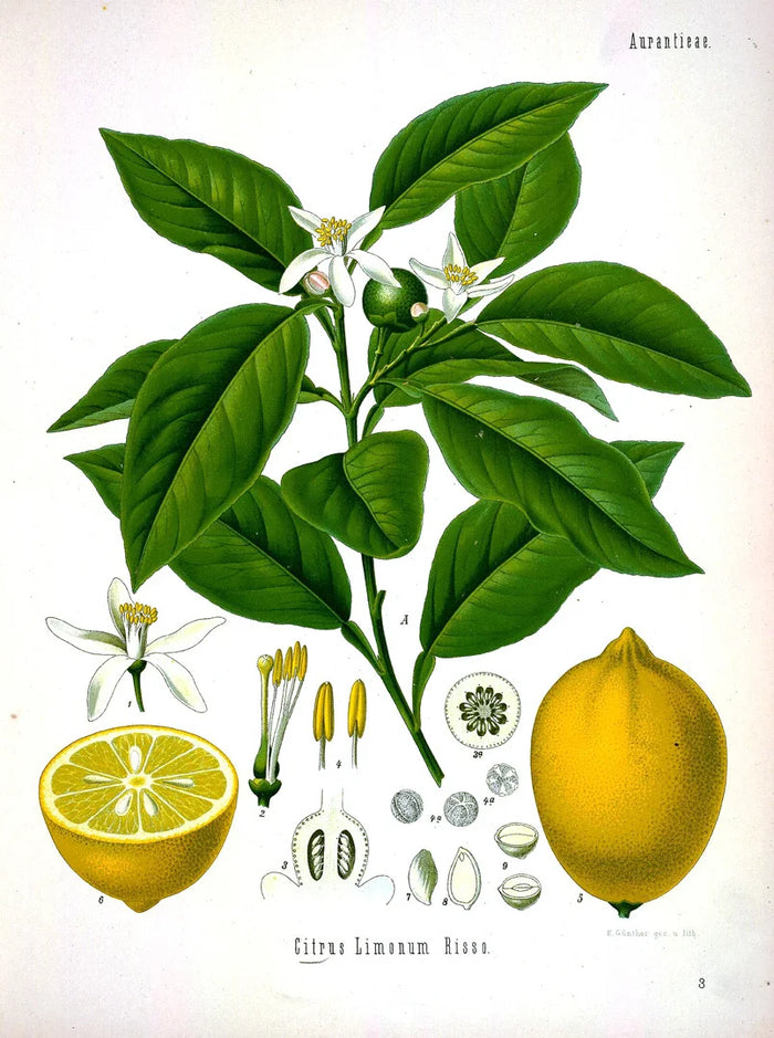 Botanical illustration of Citrus limon