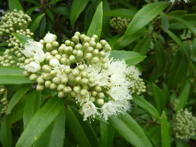 Lemon Myrtle