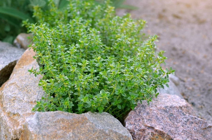 Lemon Thyme — Thyme-savoury, Lemon-bright, Herbaceous