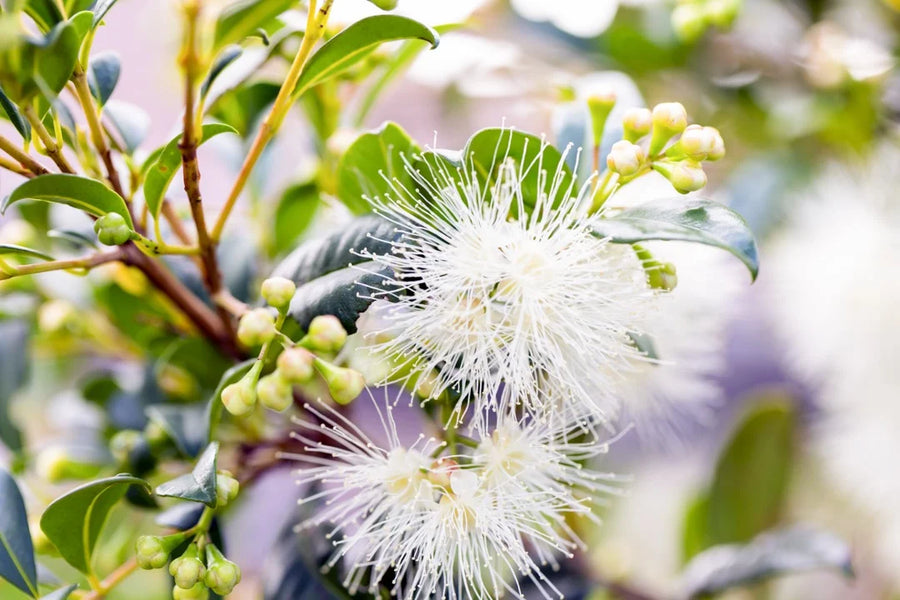 Lilly Pilly — Tart-crisp, Apple-clove, Cranberry-bright