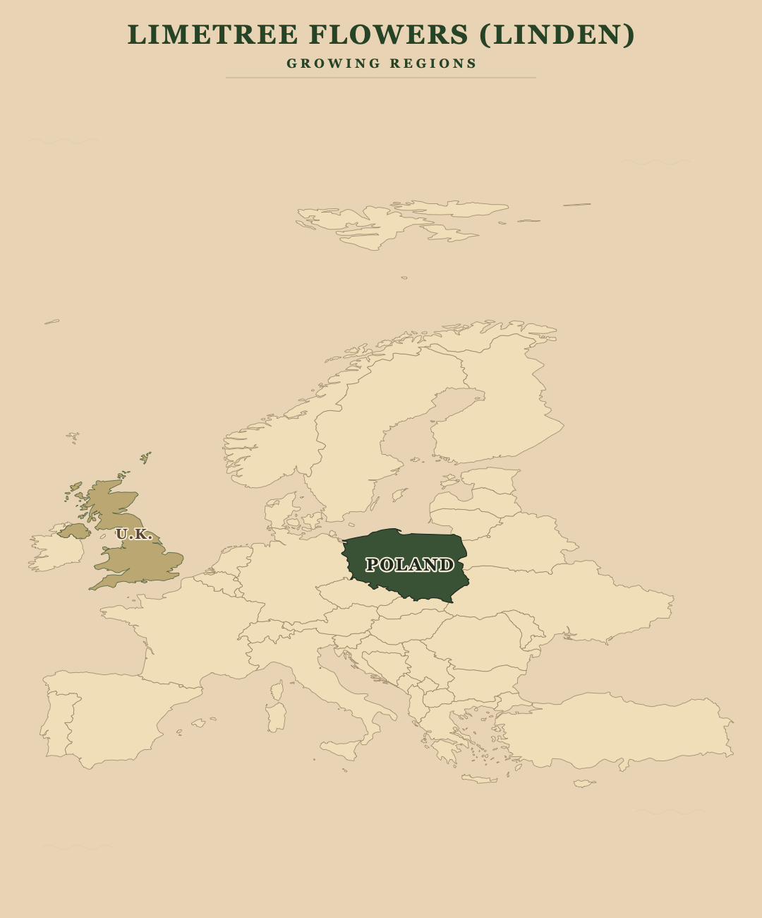 Limetree Flowers (Linden) — growing regions