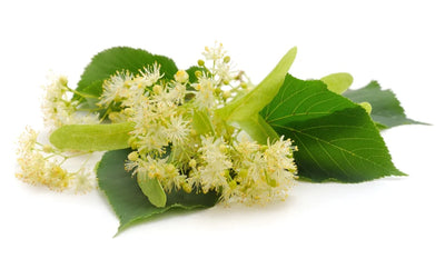Limetree Flowers (Linden)