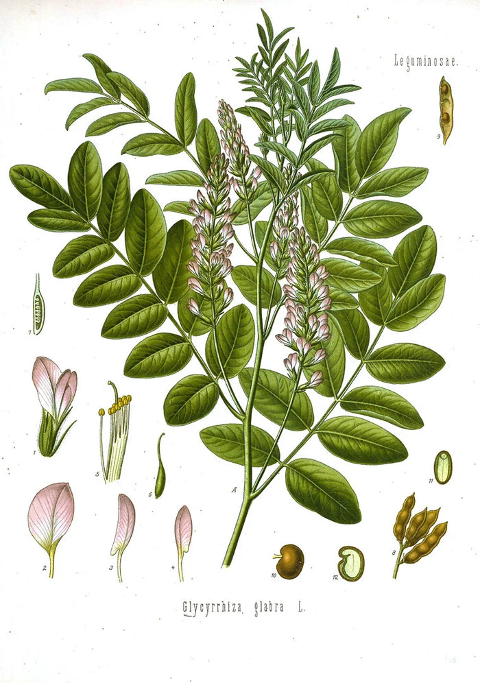 Botanical illustration of Glycyrrhiza glabra