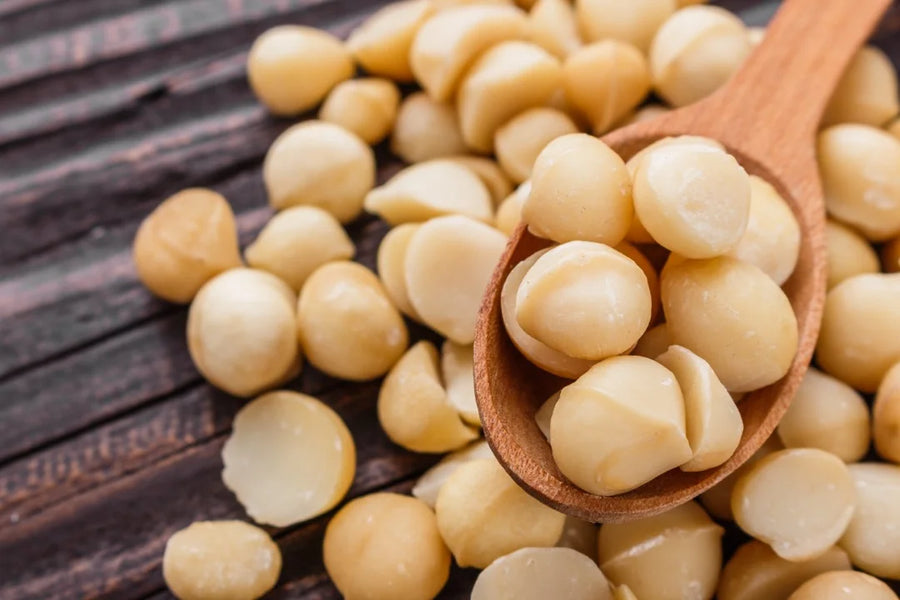 Macadamia — Buttery-rich, Sweet-soft, Cream-nutty
