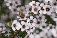 Manuka (Australian)