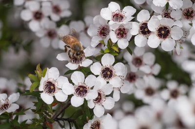 Manuka (Australian)