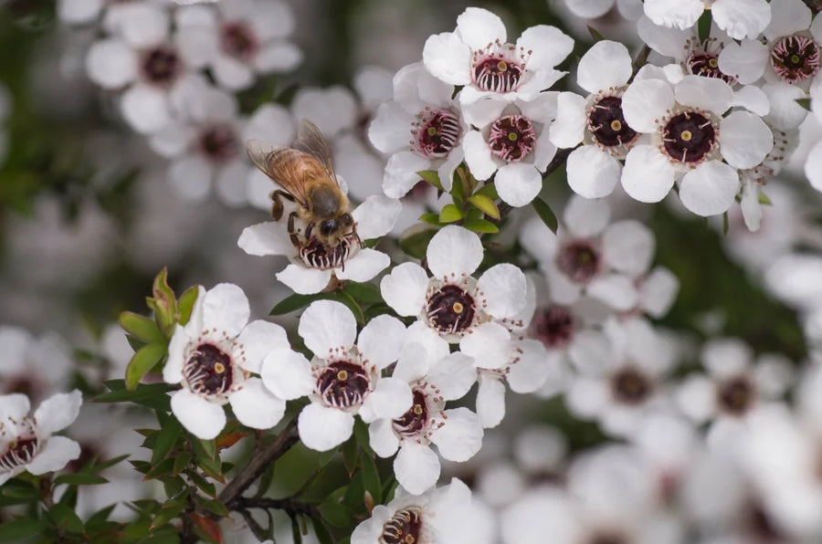 Manuka (Australian) — Resinous-bright, Honey-warm, Bushland-fresh