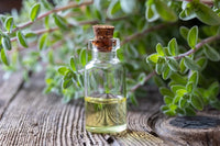 Marjoram