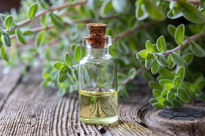Marjoram