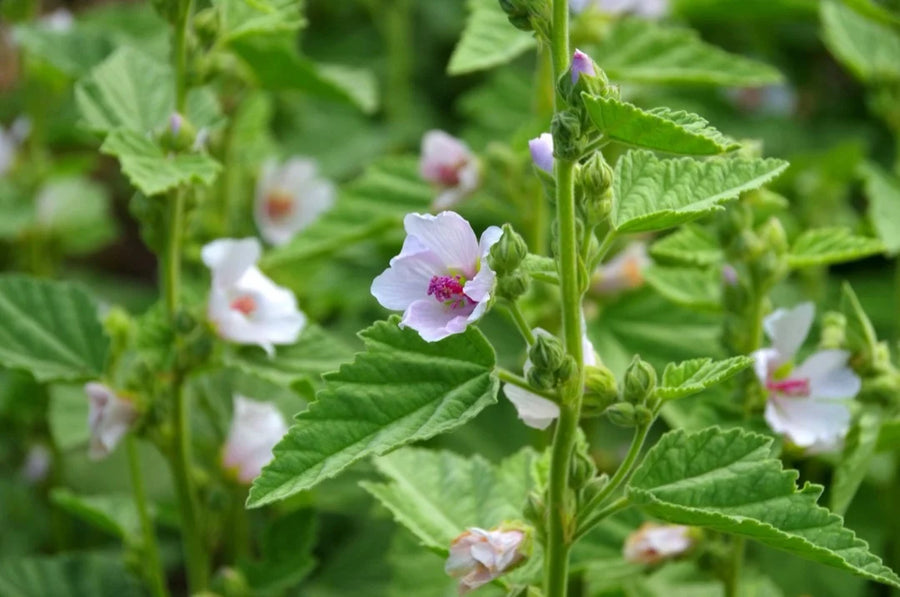 Marshmallow Leaves — Mild-green, Sweet-soft, Mucilaginous