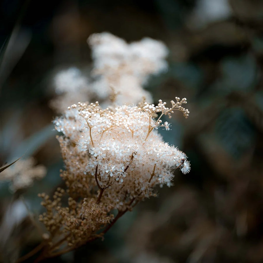 Meadowsweet — Honey-floral, Almond-sweet, Soft-aromatic
