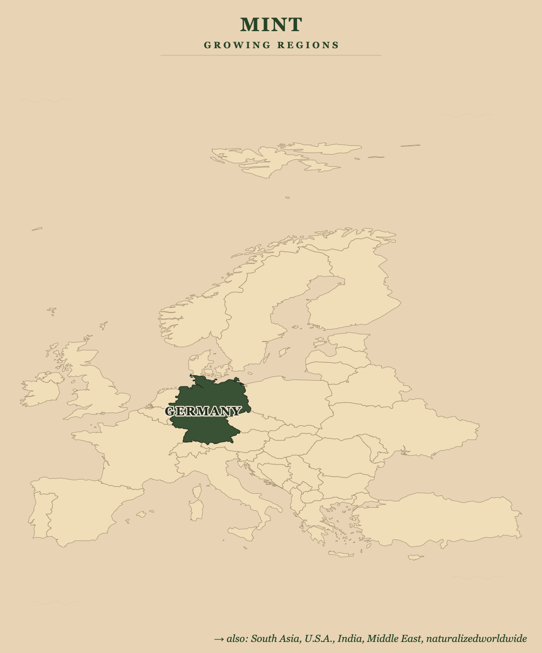 Mint — growing regions