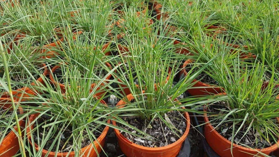 Native Lemongrass — Native-lemon, Eucalypt-edged, Bush-fresh