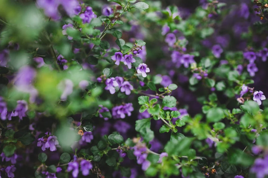 Native Oregano — Mint-oregano, Citrus-bright, Herb-sharp
