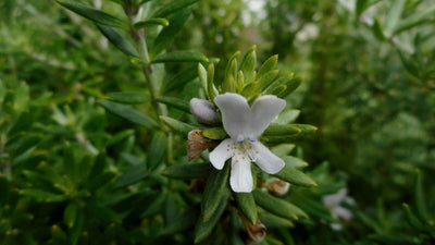 Native Rosemary/Sage