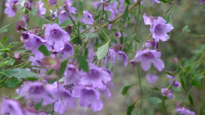 Native Thyme