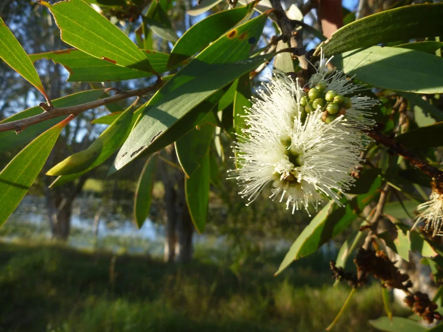 Nerolina (Larruk) — Floral-soft, Linalool-bright, Tea-tree-fresh