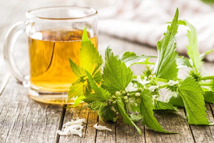Nettle — Green-mineral, Slightly-peppered, Earthy-fresh