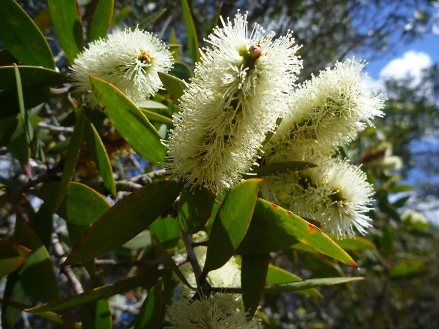 Niaouli — Cool-eucalypt, Cineole-bright, Medicinal-fresh