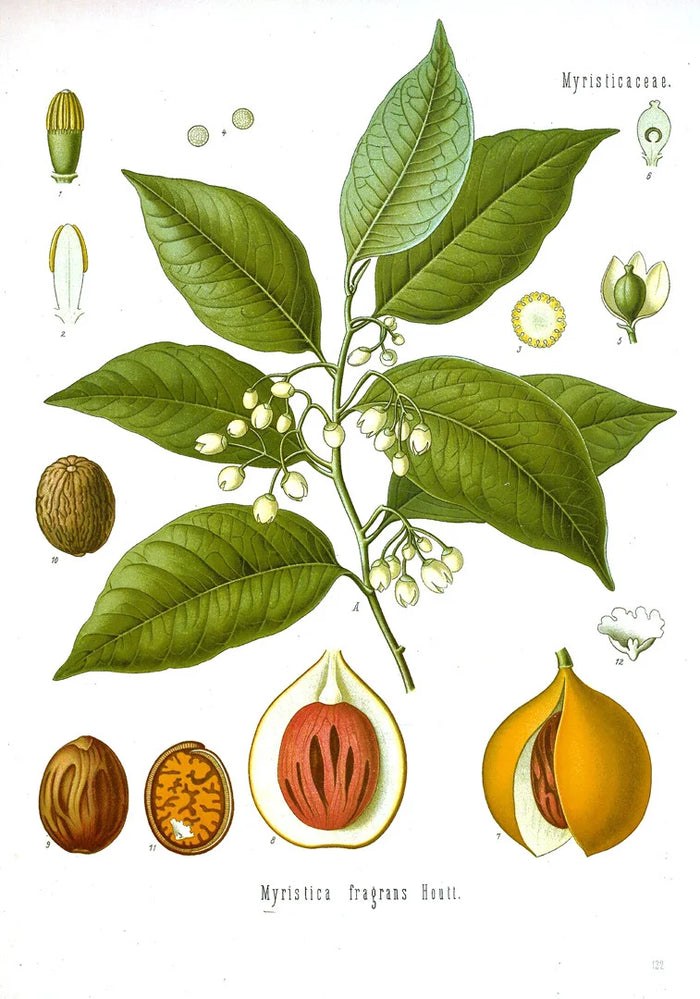 Botanical illustration of Myristica fragrans