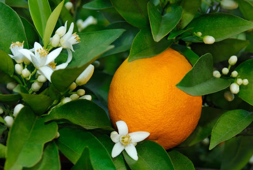 Orange Blossom variation