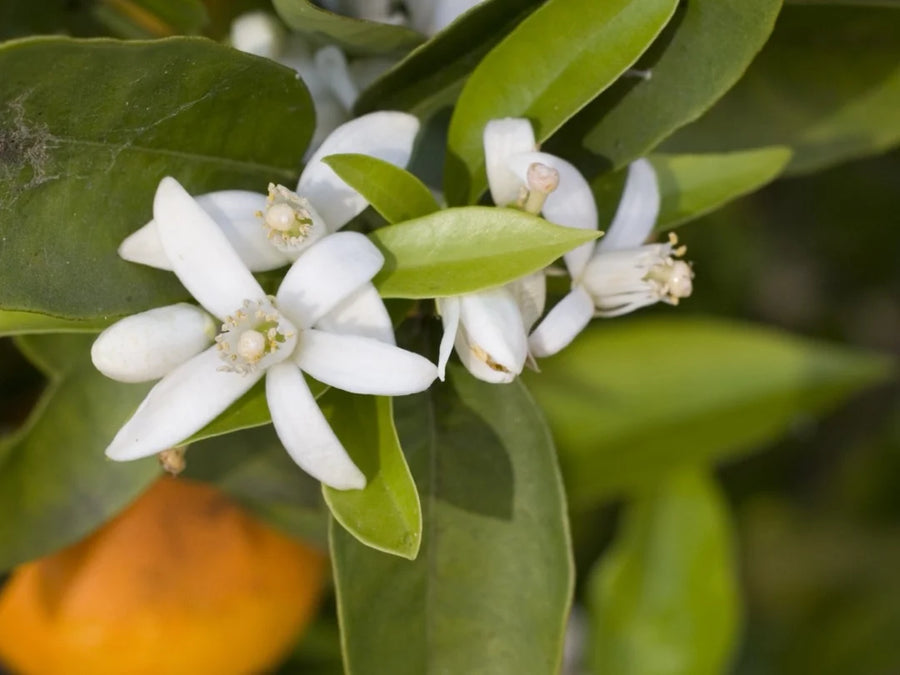 Orange Blossom — Floral-intense, Honey-soft, Citrus-edged